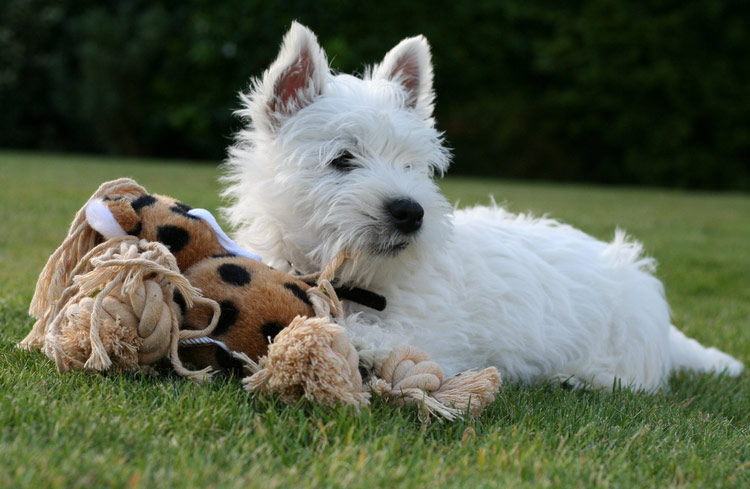 Dressage du West White Terrier
