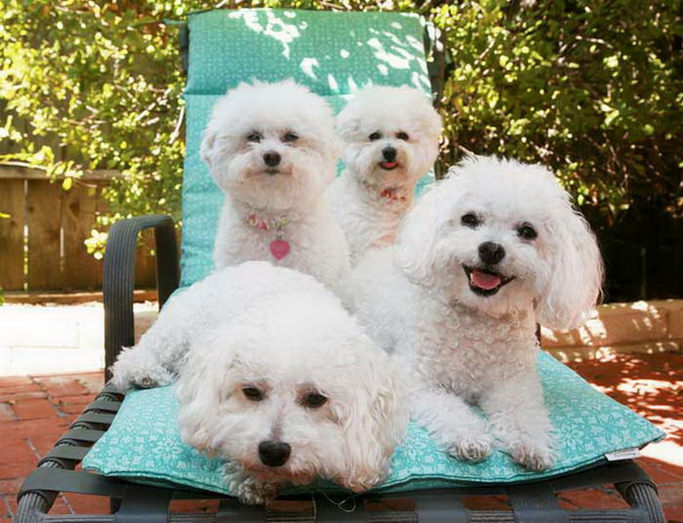 Personnage Bichon Frisé