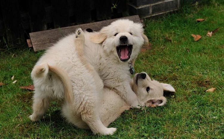 Chiots retrievers à robe claire