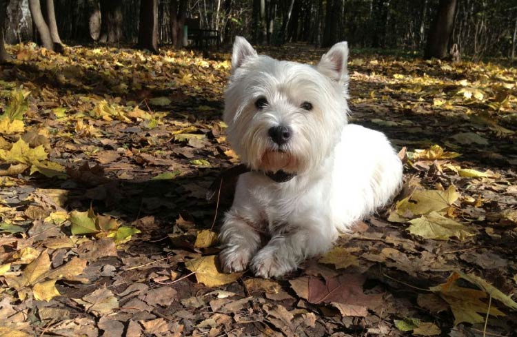 nourrir le West White Terrier