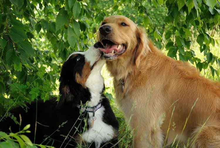 personnalité de golden retriever