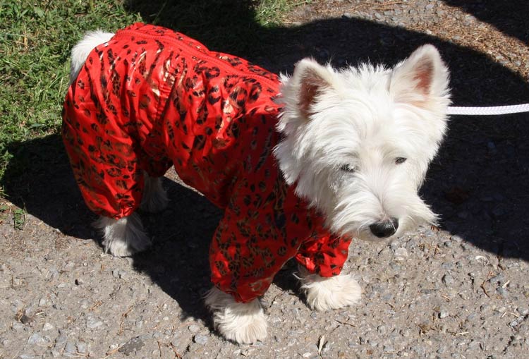 vêtements pour un Westie