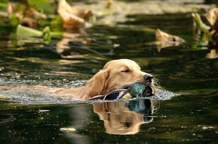 Chasse avec un retriever
