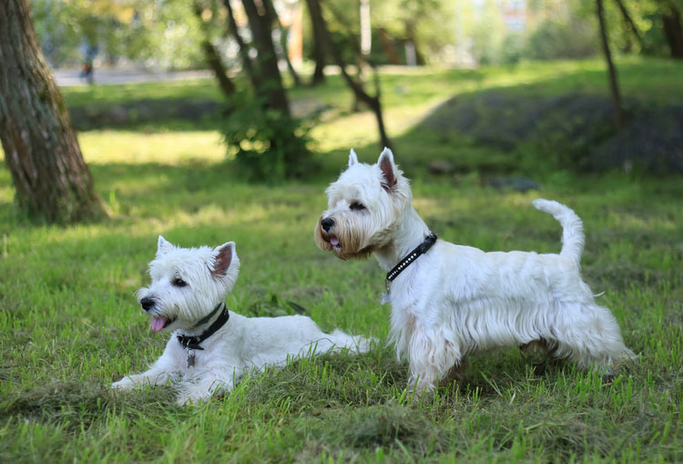 Soins du West White Terrier