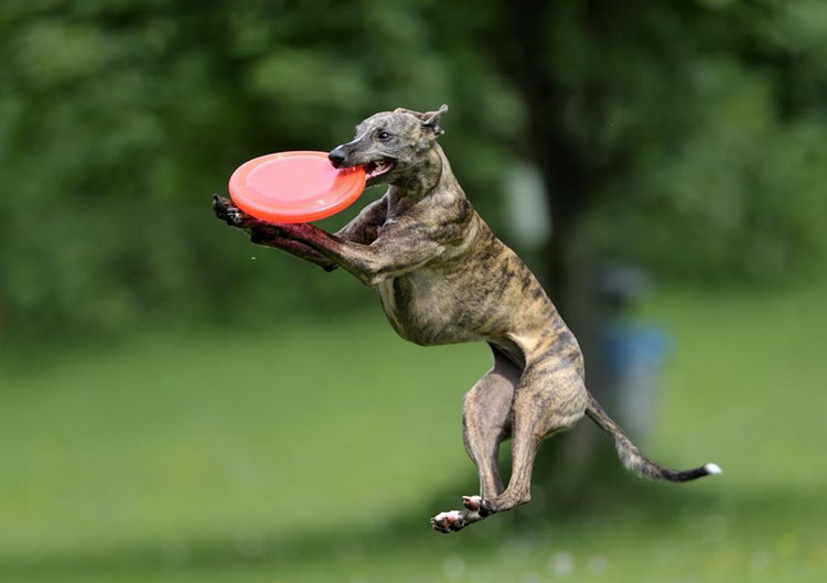 jeux avec un whippet