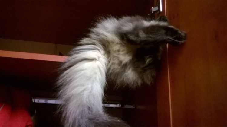 Le chat s'est caché dans le placard.