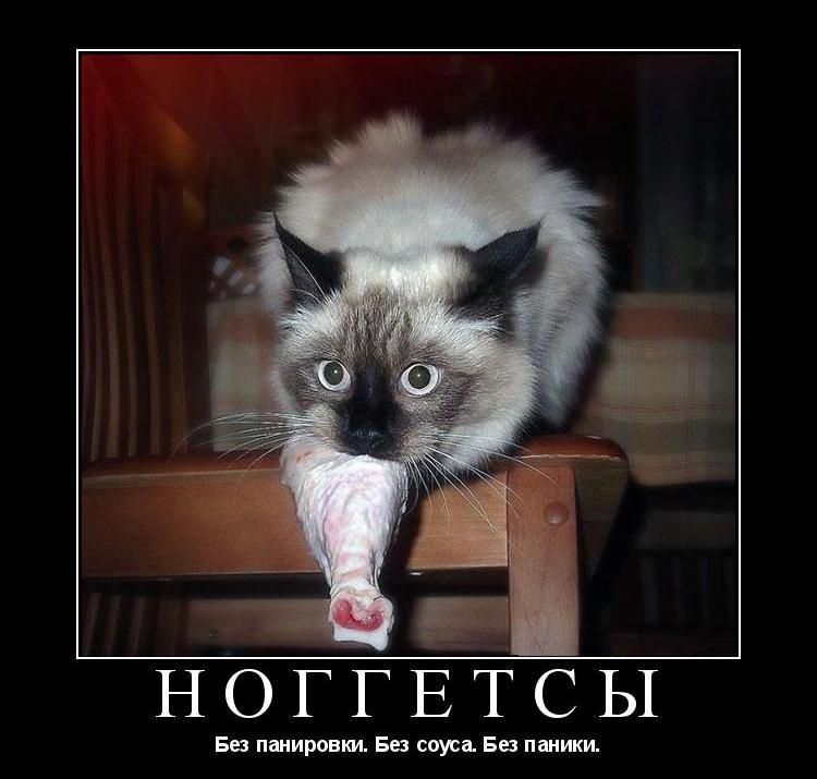 Le chat a volé une cuisse de poulet.