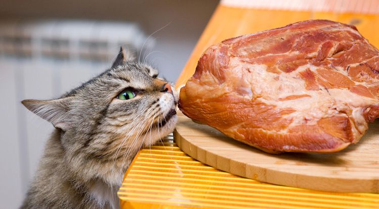 Le chat vole de la viande