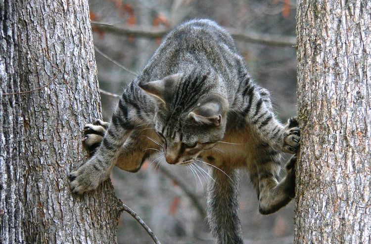 Un chat entre les arbres