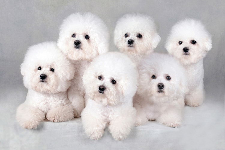 chiots bichons blancs
