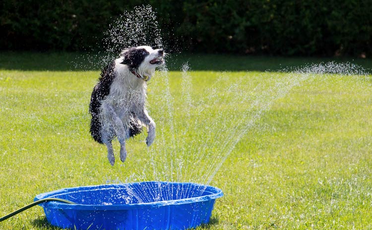Border Collie dans la maison