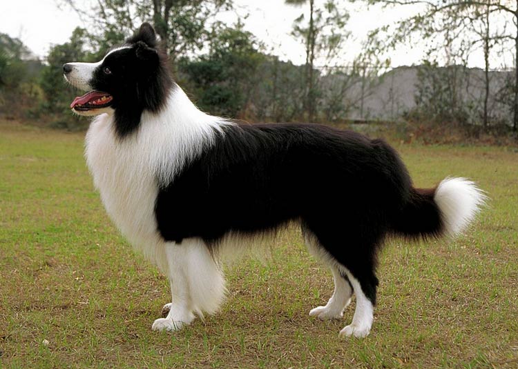 exposition de border collies