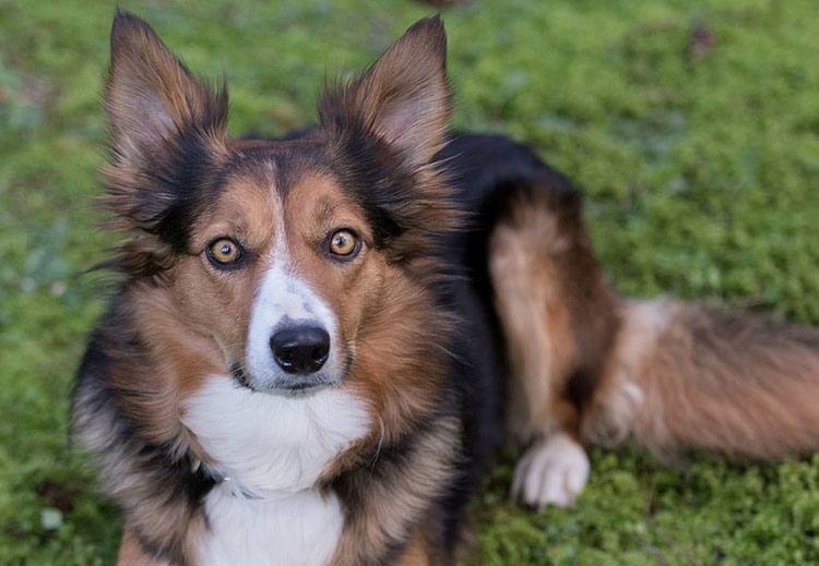 border collie marron