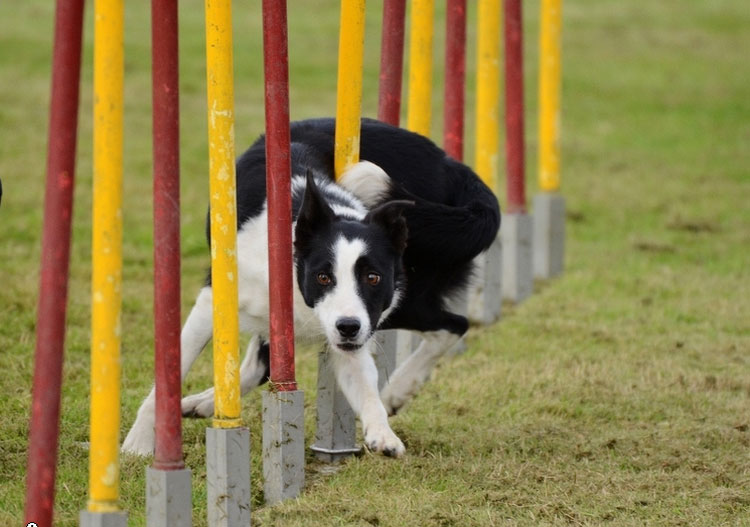 border collie agile