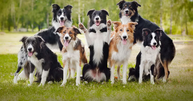 Couleurs du Border Collie