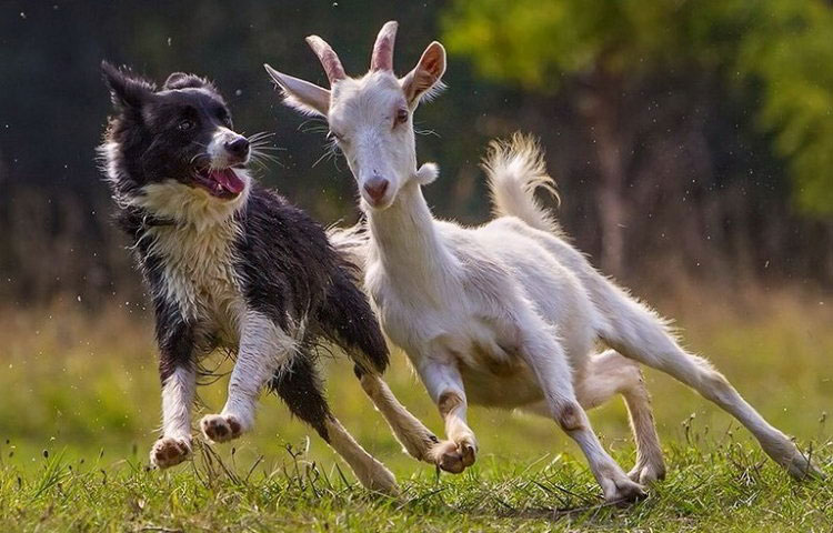 border collie berger