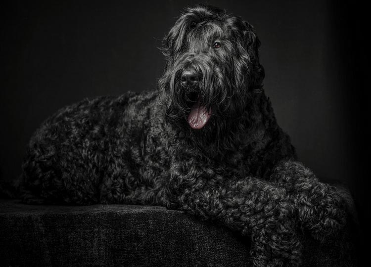 classe d'exposition du Terrier Noir Russe