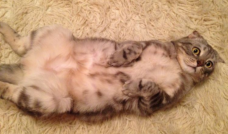 Le chat est couché sur le dos.