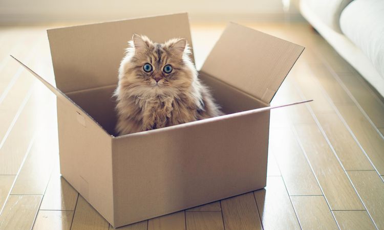 Chat dans une boîte