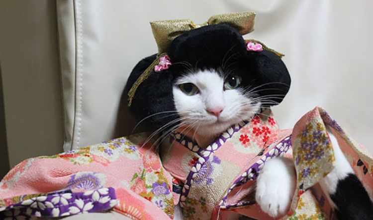 Un chat en kimono et perruque