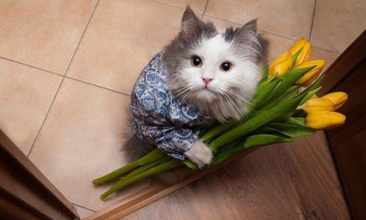 Chat avec des tulipes