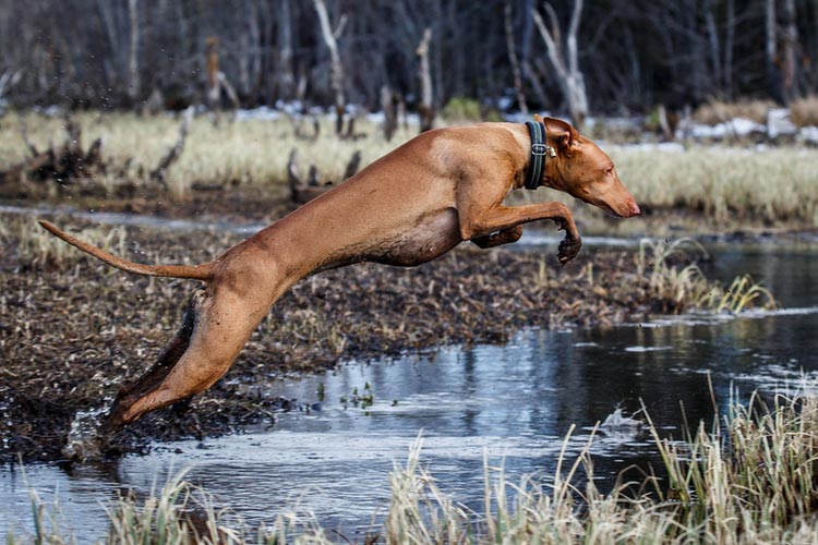 Le lévrier du pharaon saute
