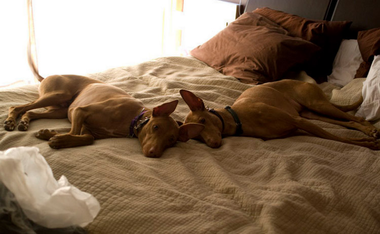 élevage de chiens du pharaon