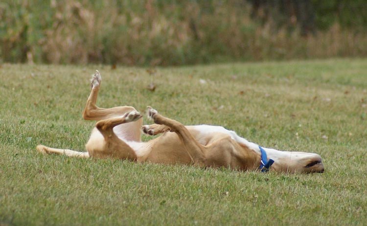 Chien du pharaon rouge
