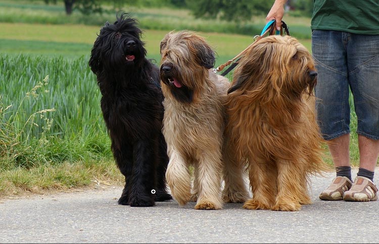 trois bergers briards