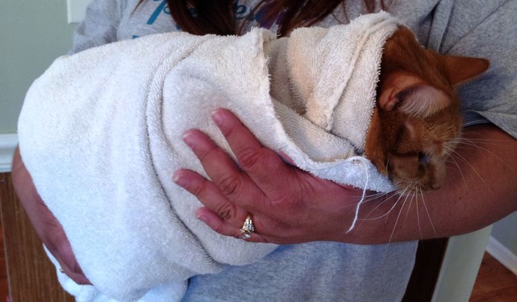 Un chat enveloppé dans une serviette