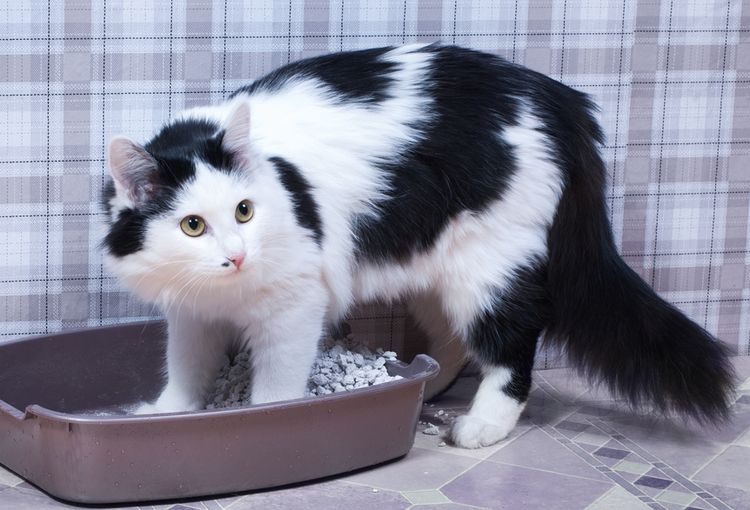 Le chat creuse dans sa litière.