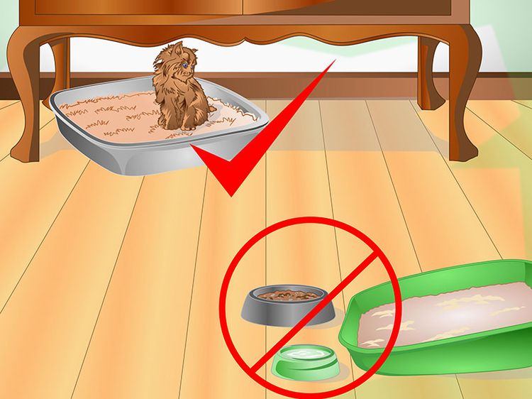 Comment ne pas installer une litière