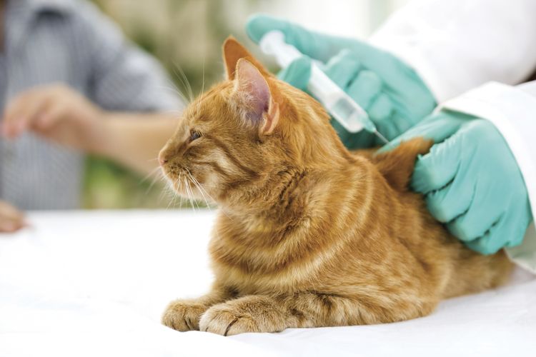 Vaccination d'un chat