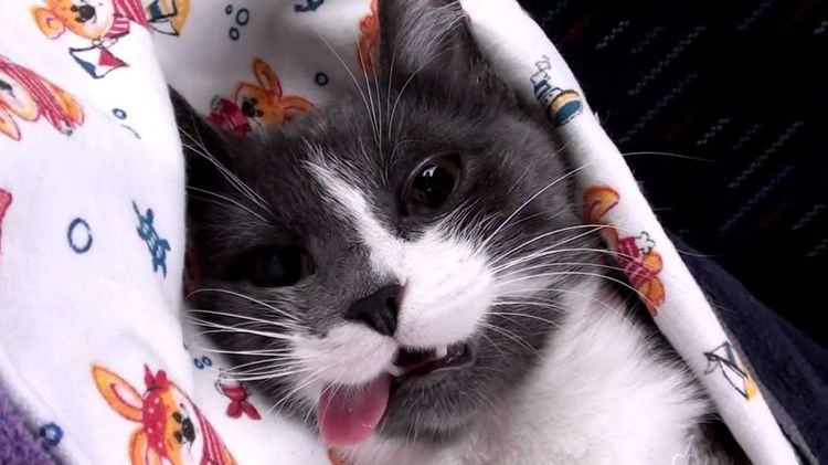 Un chat après une anesthésie