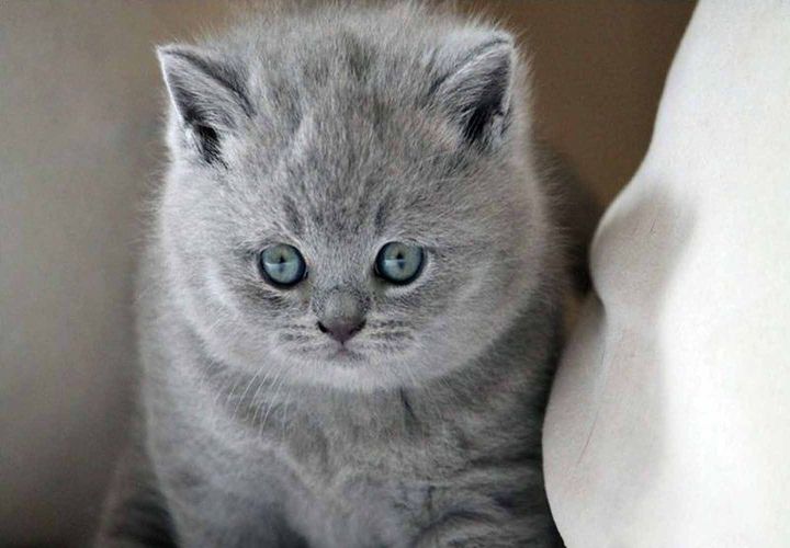 Grand chaton British Shorthair