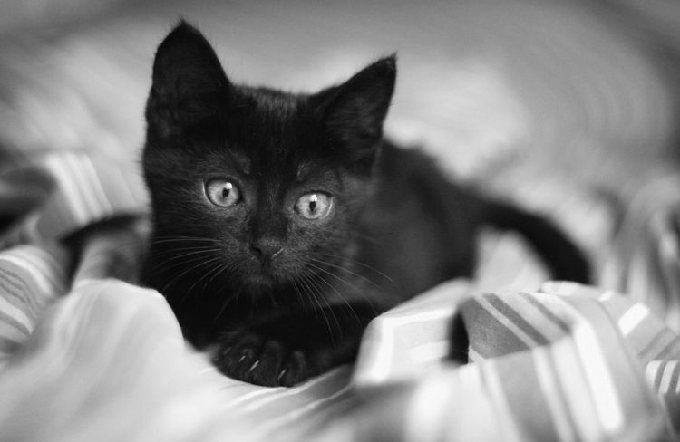Magnifique chaton noir