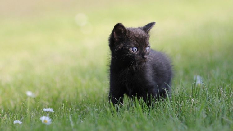 Chaton noir aux yeux bleus