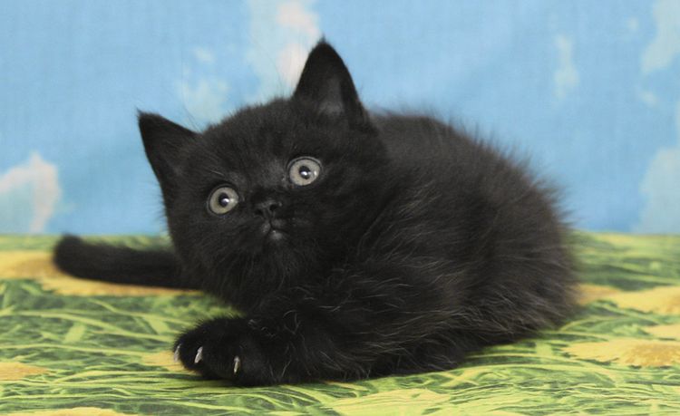 Chaton noir britannique