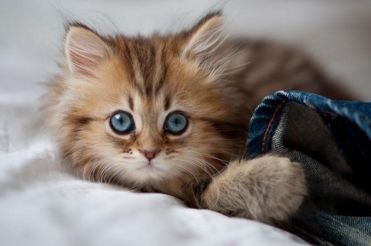 Chaton duveteux aux yeux bleus