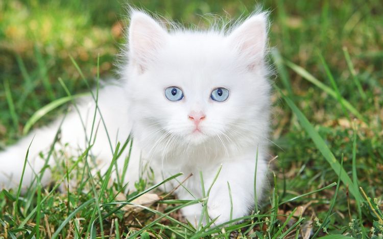 Chaton blanc dans l'herbe