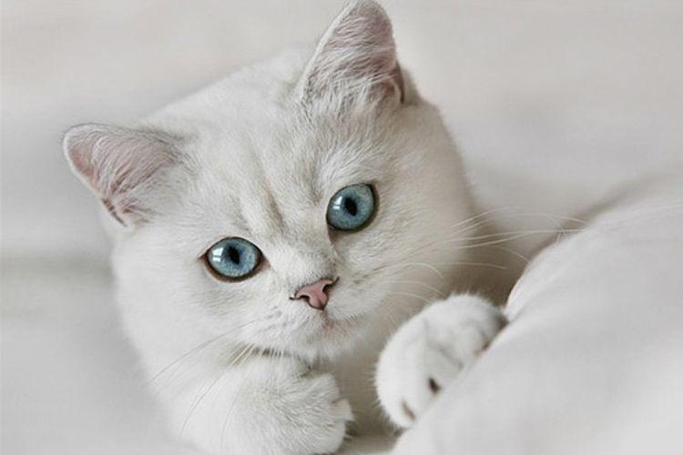 Chat blanc aux yeux bleus