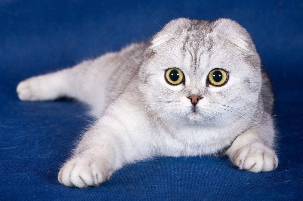 Des noms magnifiques et originaux pour les chats Scottish Fold