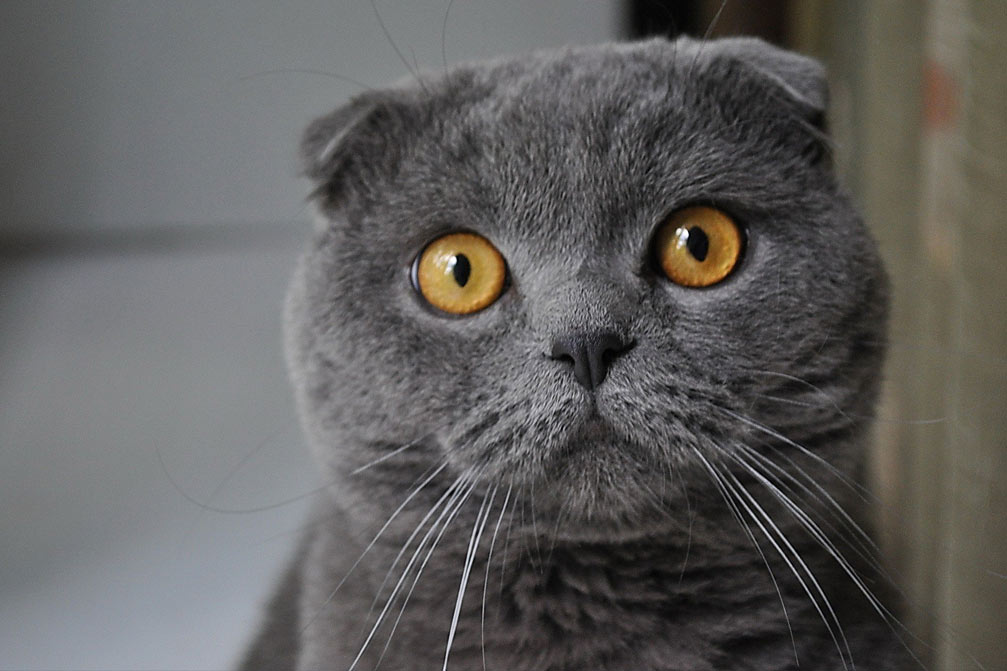 Jolis surnoms pour un chaton Scottish Fold cendré