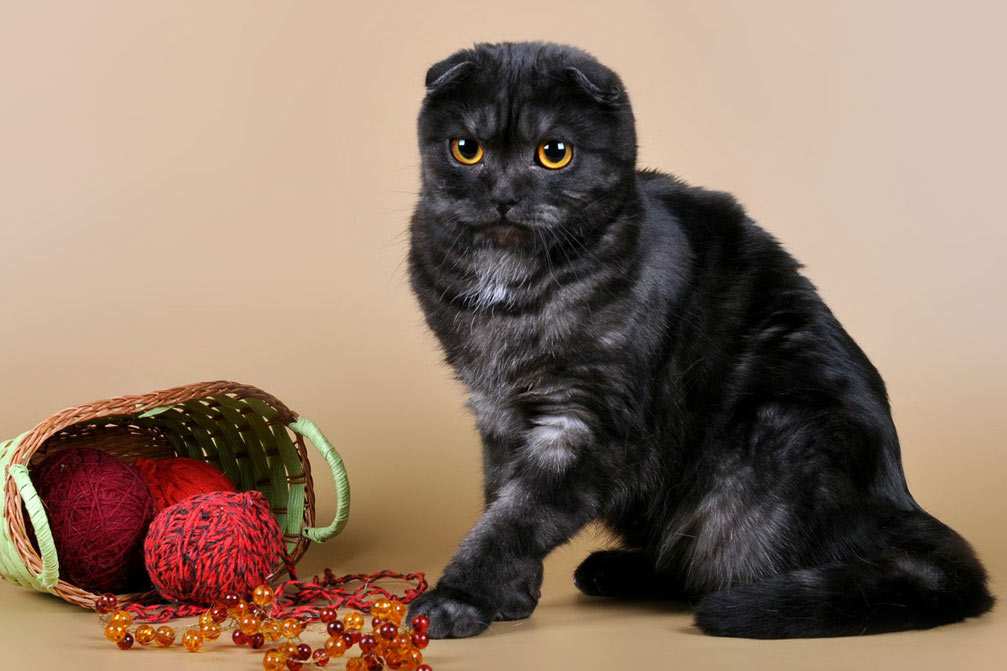 Surnoms adorables pour un chaton Scottish Fold noir