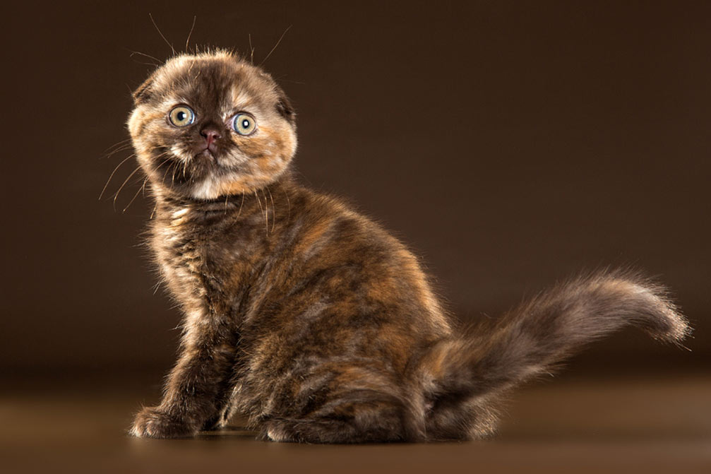 De jolis surnoms pour un chaton Scottish Fold écaille de tortue