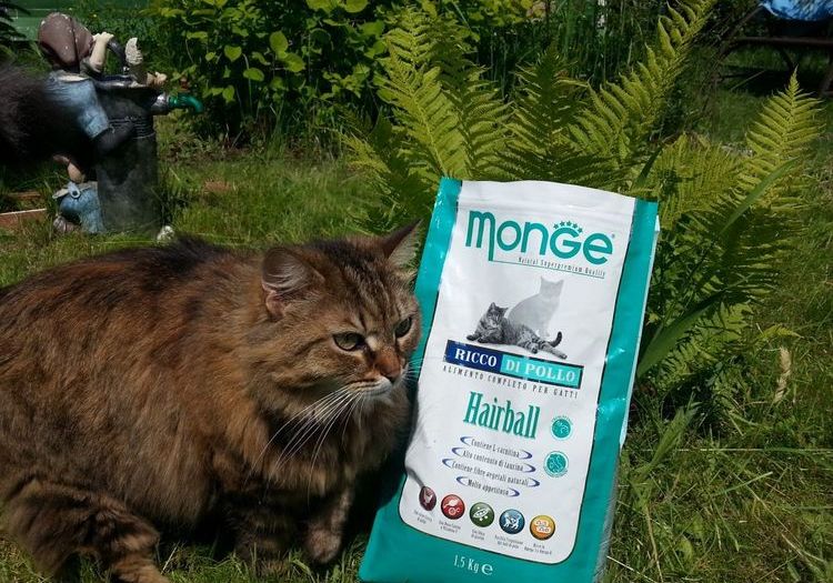 Chat et nourriture Monge