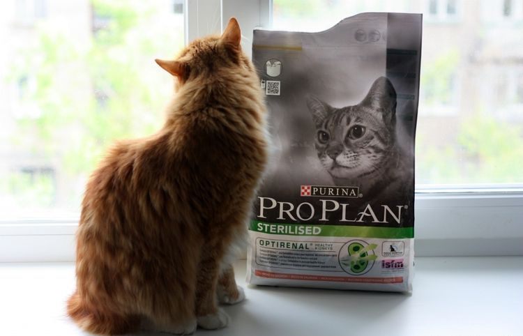 Un chat et un sac de nourriture