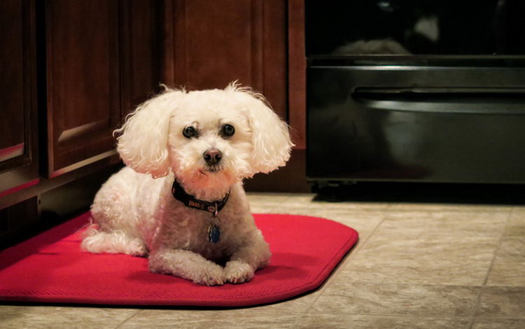 coupe de cheveux Bichon