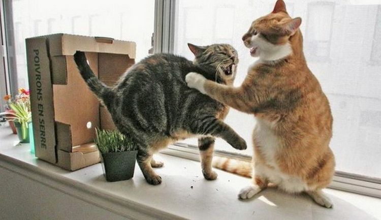 Les chats se partagent le territoire