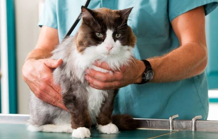 Un chat examiné par un vétérinaire